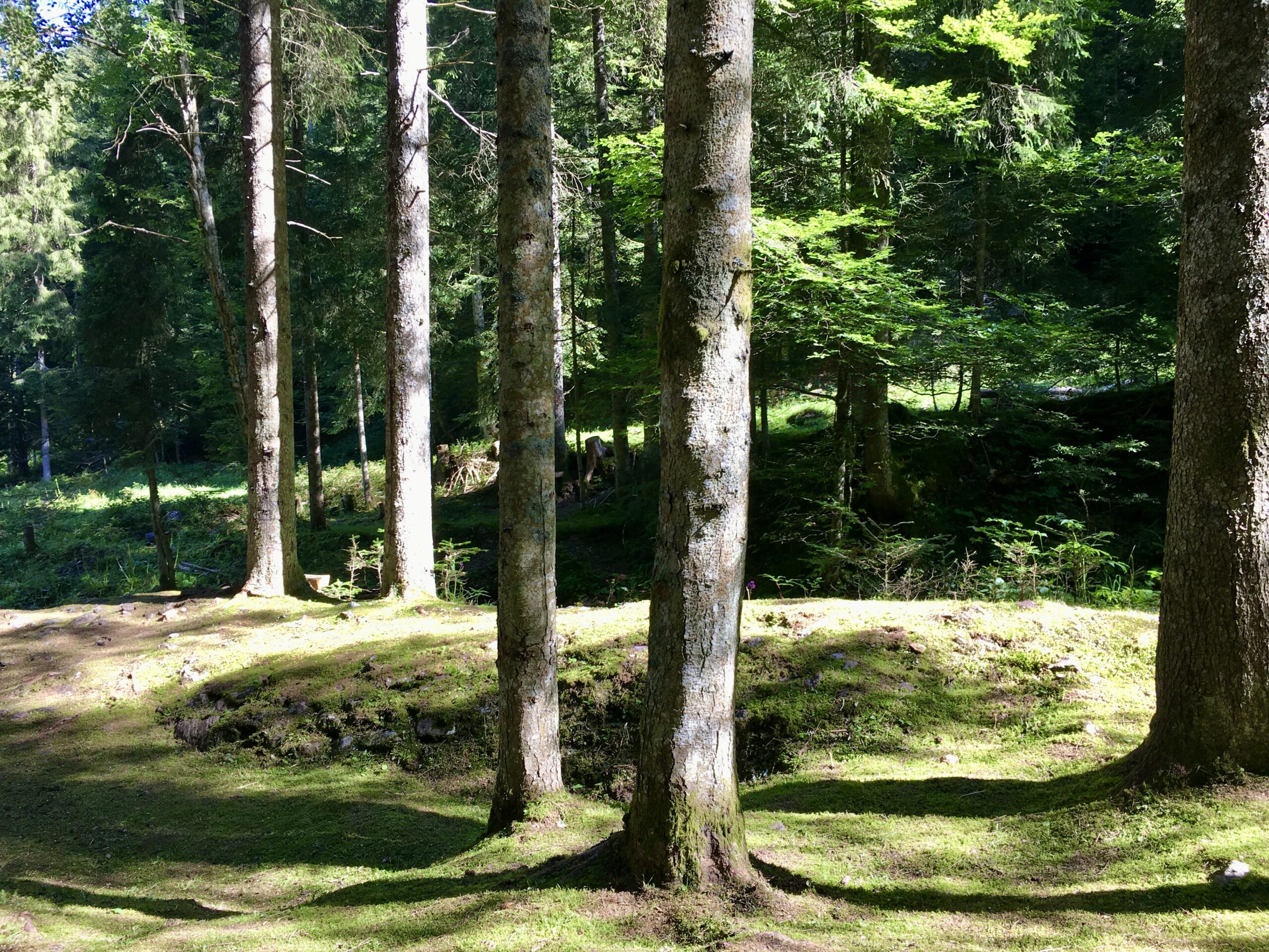 Bosco delle Orobie